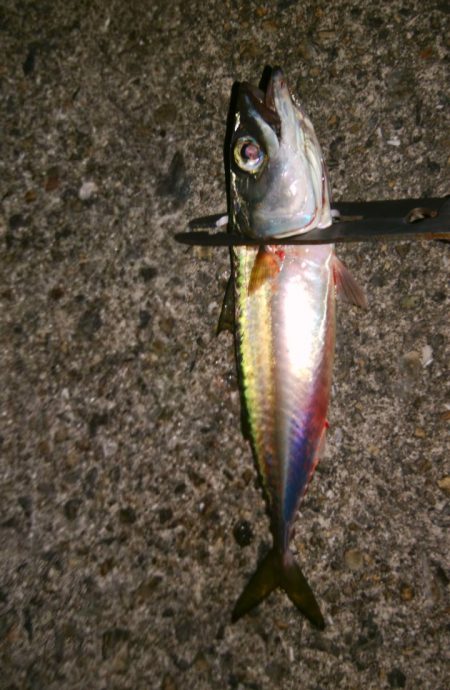 今年はタチウオ遅い