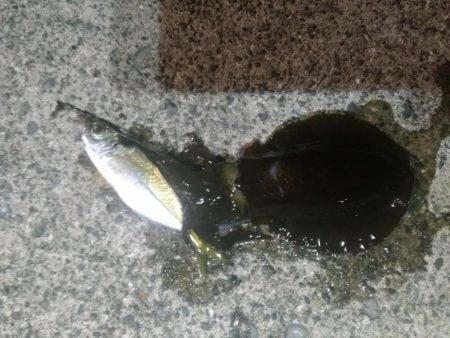 ヤエンでアオリイカ