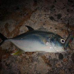 シンペンでロウニンアジ