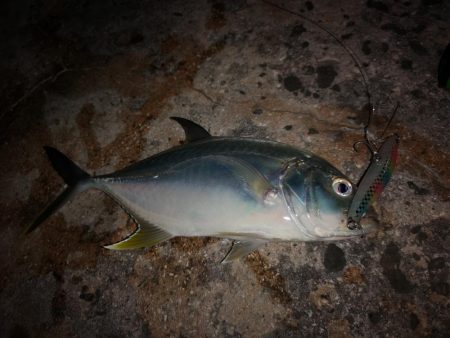 シンペンでロウニンアジ