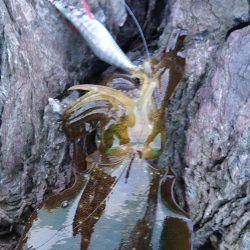 サーフと地磯エギング