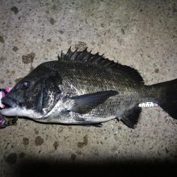 南港ヘチ釣行 (9/28 久々の南港ヘチ釣り 真チヌ44cm、キビレ、メジナ 釣果有り)