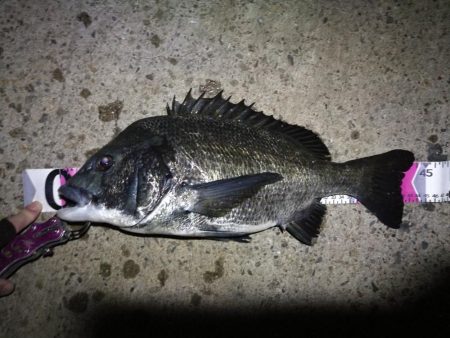 南港ヘチ釣行 （9/28 久々の南港ヘチ釣…