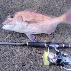 朝マズメキジハタ+イカ狙いで3目