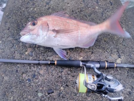 朝マズメキジハタ+イカ狙いで3目