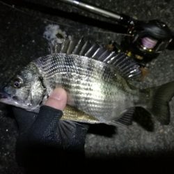 南港ヘチ釣行 (9/29 南港ヘチ釣り 真チヌ、ガシラ、メジナ 釣果有り)