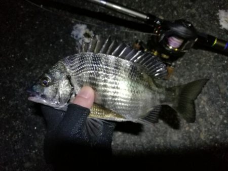 南港ヘチ釣行 (9/29 南港ヘチ釣り 真チヌ、ガシラ、メジナ 釣果有り)