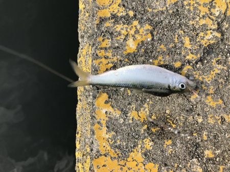 休日をゆっくりサビキで癒されたかった。笑