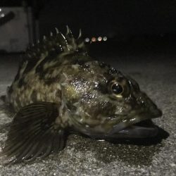 久々のロックフィッシュ！