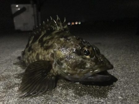 久々のロックフィッシュ！