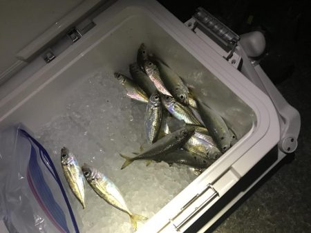 夜アジング、朝ショアジギング釣果！