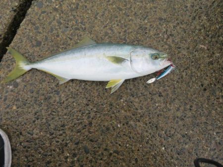 人生初の青物ゲット！