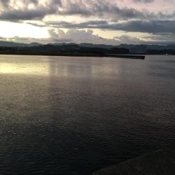 コアジ大漁80匹