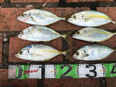 シマアジ32匹、カワハギ1匹