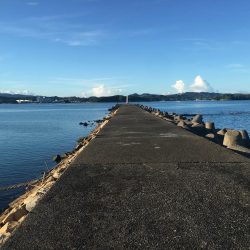 コアジ66匹 メッキ