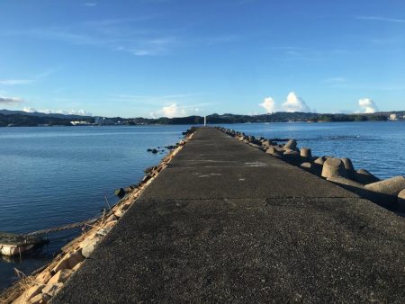 コアジ66匹 メッキ