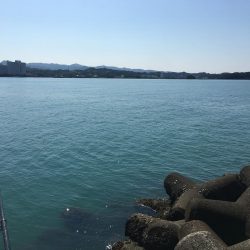 コアジ大漁80匹