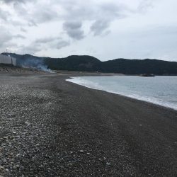 日置大浜にシマアジはいない