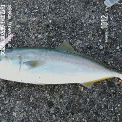 久しぶりの投稿です。