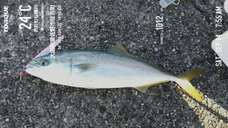 久しぶりの投稿です。