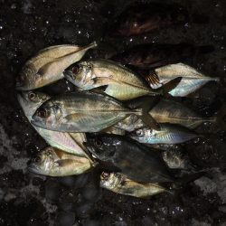 残暑の中のエビ撒き釣り