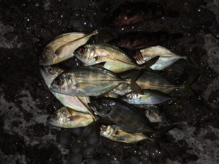 残暑の中のエビ撒き釣り