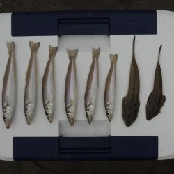 初秋のキス釣り 数は釣れず