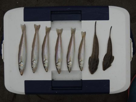 初秋のキス釣り　数は釣れず