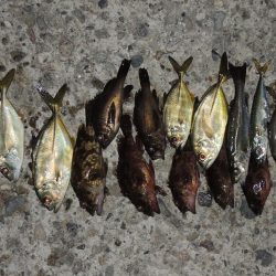 初秋のエビ撒き釣り