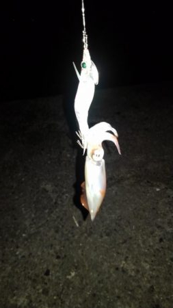 ライトエギング