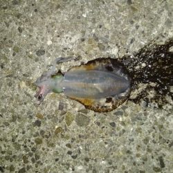 ライトエギング