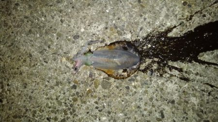 ライトエギング