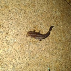 これが噂の毒魚か