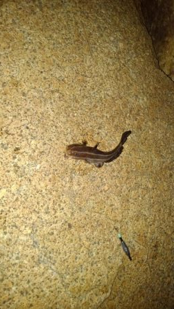 これが噂の毒魚か