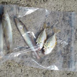 キスとミドリガメ