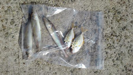 キスとミドリガメ