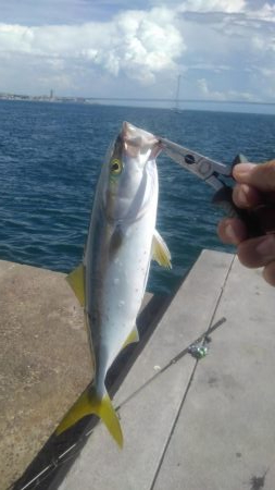 日中でも活性高し