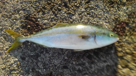 ガシラを食べたかったが結局ツバス