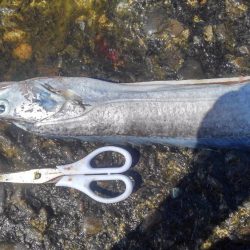 釣れすぎ注意報