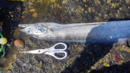 釣れすぎ注意報