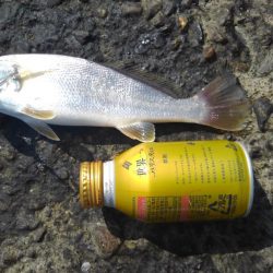 あおものさんはどこへ(・_・?)