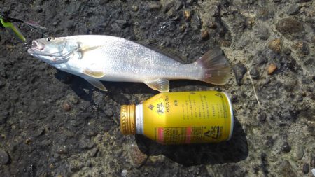 あおものさんはどこへ(・_・?)