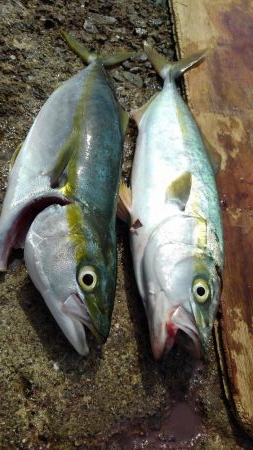 ぎりぎりハマチちゃん