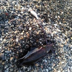 デイエギング 5杯