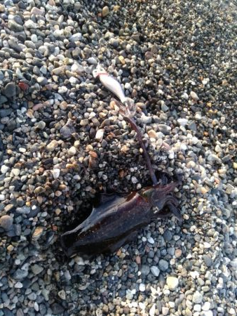 デイエギング 5杯