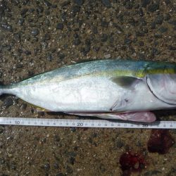 ハマチと呼ばせて！！