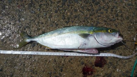 ハマチと呼ばせて！！