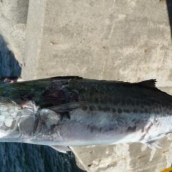 ドラゴンならず;;