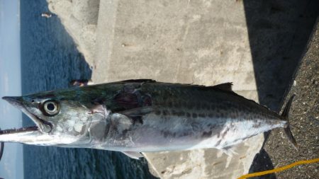 ドラゴンならず;;