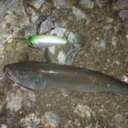 ナマズ狙いだったが